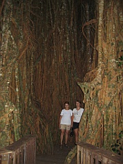 CairnsTC416 Cathedral Fig Tree